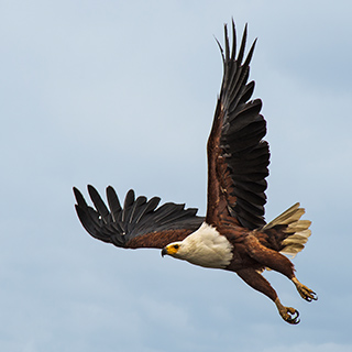Lake Naivasha - Fish eagle